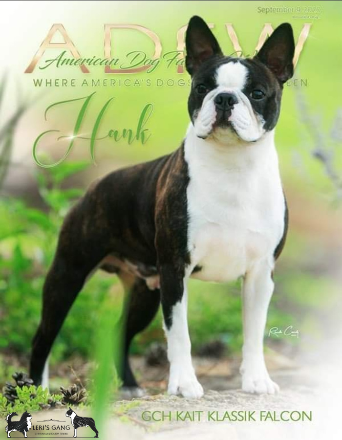 MultiCh. Kait Klassik Falcon - Maschio Boston Terrier