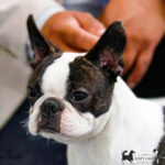JCh. Leri's Gang Judas - Maschio Boston Terrier