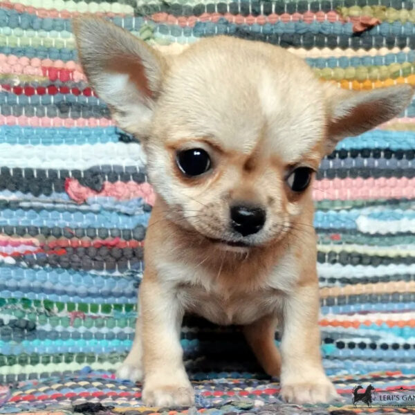 Cucciolo Chihuahua