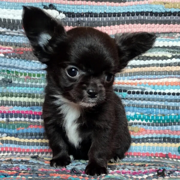 Cucciolo Chihuahua