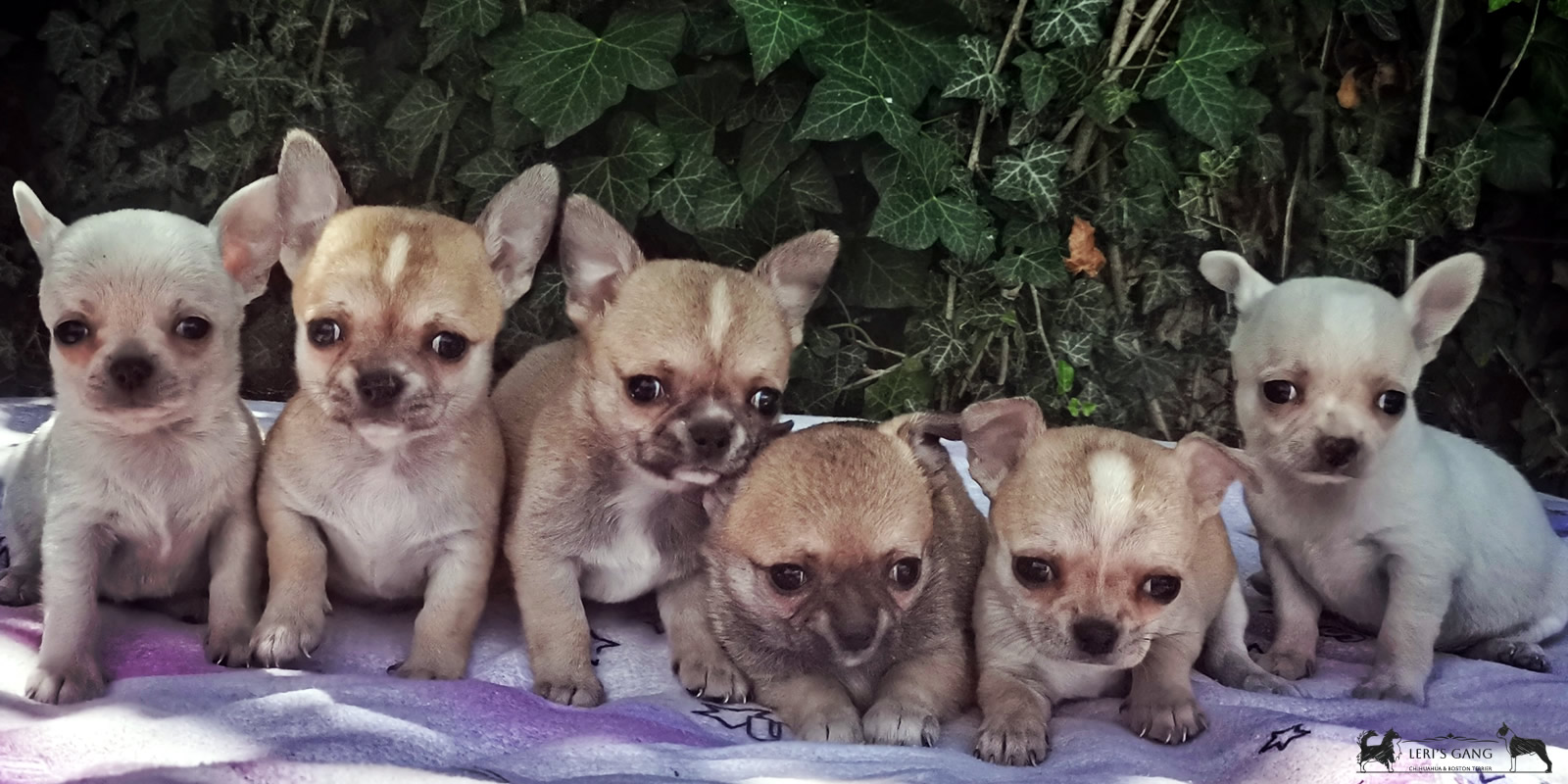 Cuccioli Chihuahua Leri's Gang