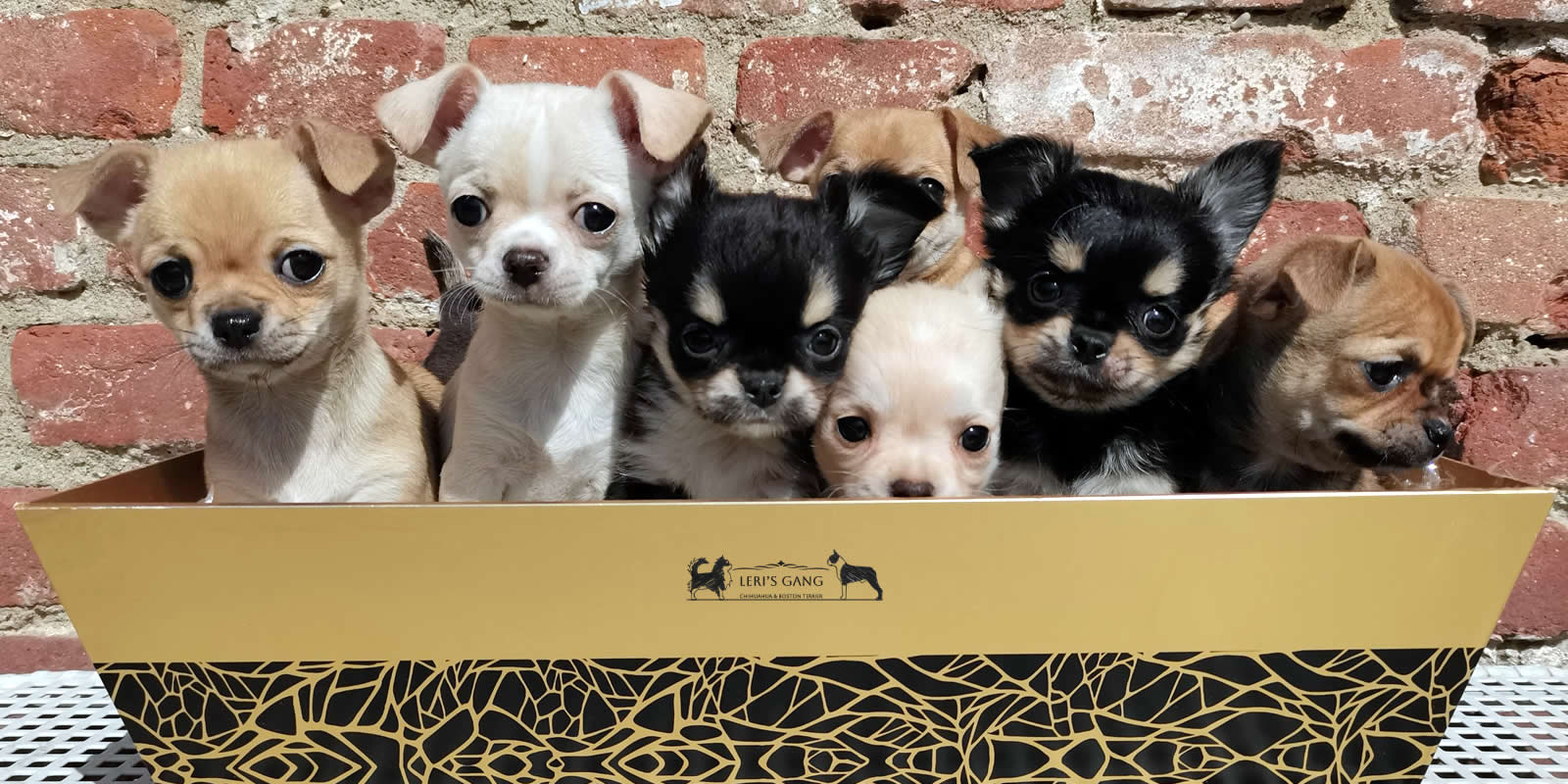 Cuccioli Chihuahua Leri's Gang