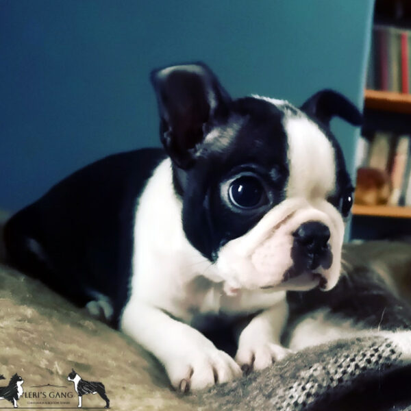 Cucciolo Boston Terrier