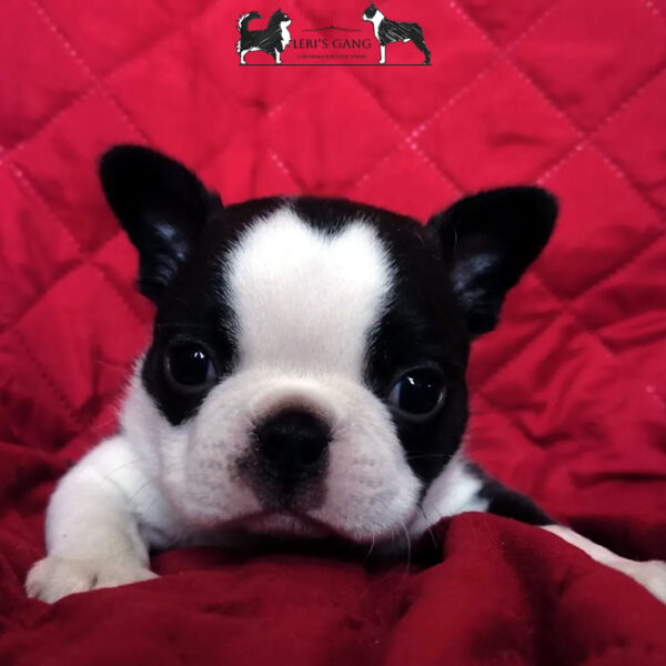 Cucciolo Boston Terrier