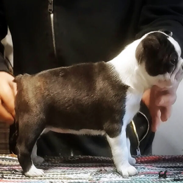 Cucciolo Boston Terrier