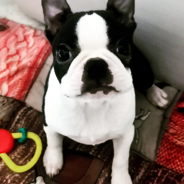 Cucciolo Boston Terrier