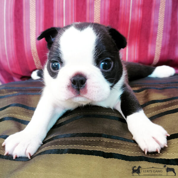 Cucciolo Boston Terrier