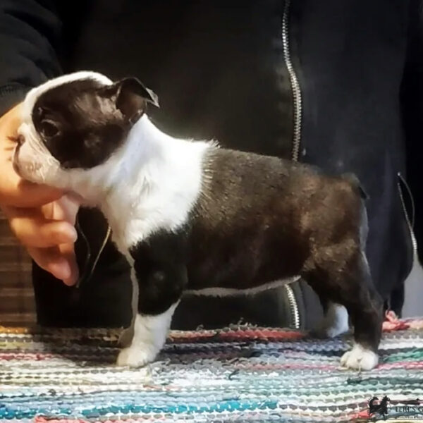 Cucciolo Boston Terrier