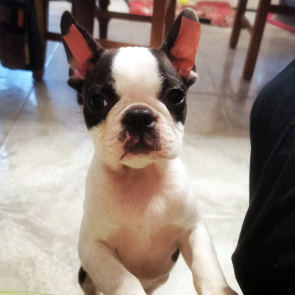 Cucciolo Boston Terrier