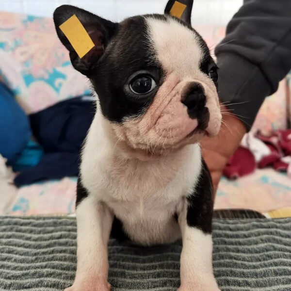 Cucciolo Boston Terrier