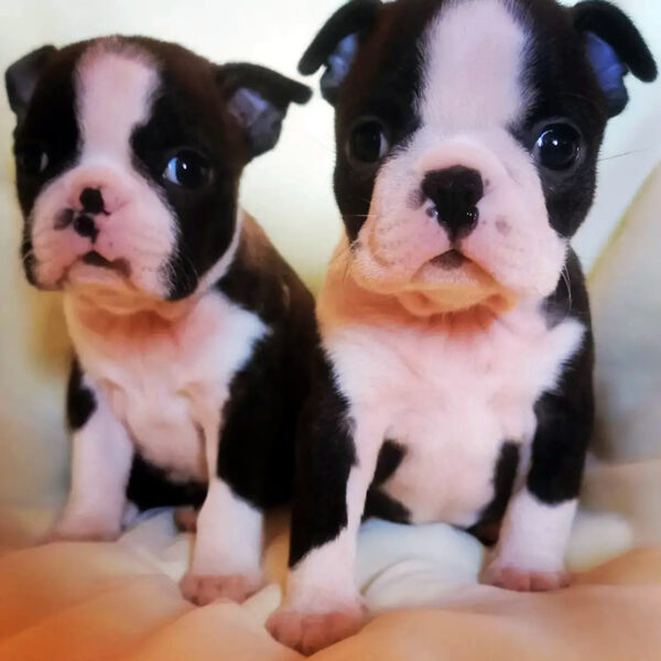 Cuccioli Boston Terrier