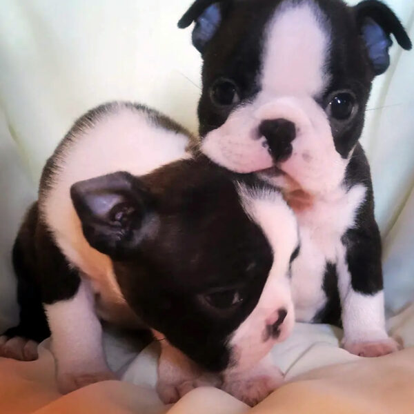 Cuccioli Boston Terrier