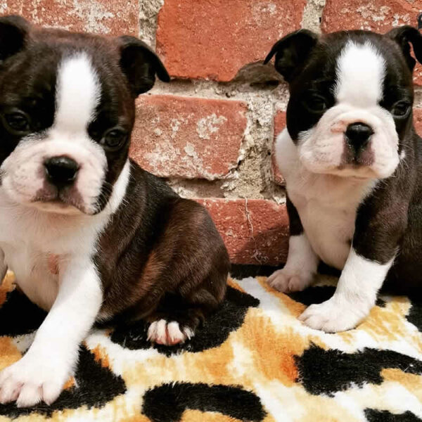 Cuccioli Boston Terrier