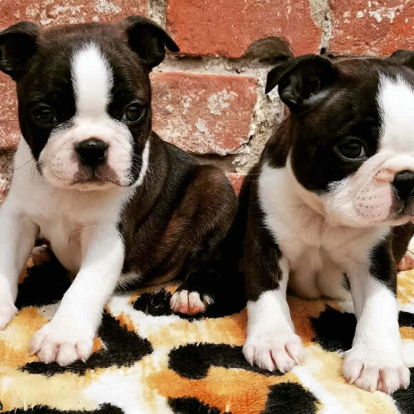 Cuccioli Boston Terrier