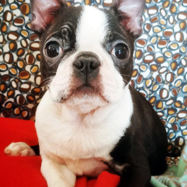 Cucciolo Boston Terrier