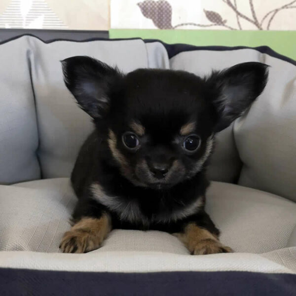 Cucciolo Chihuahua