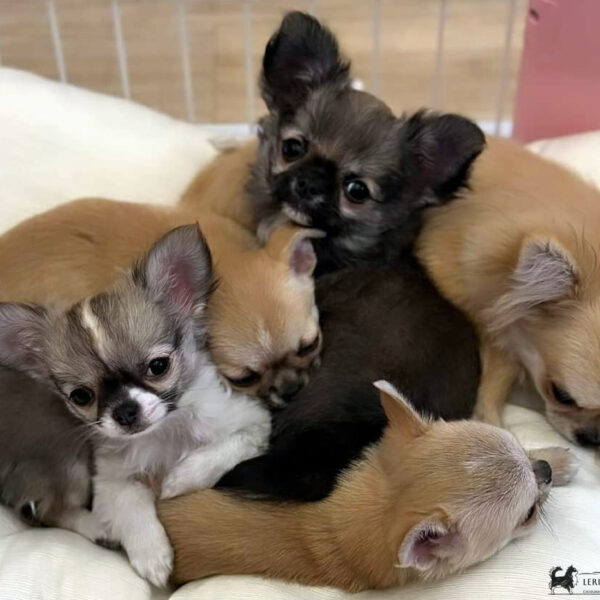 Cucciolata Chihuahua