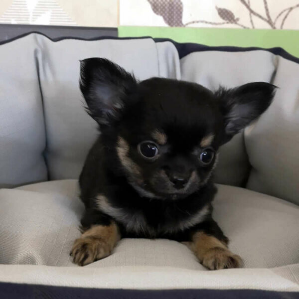 Cucciolo Chihuahua