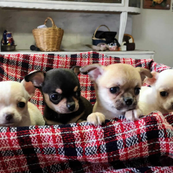 Cucciolata Chihuahua
