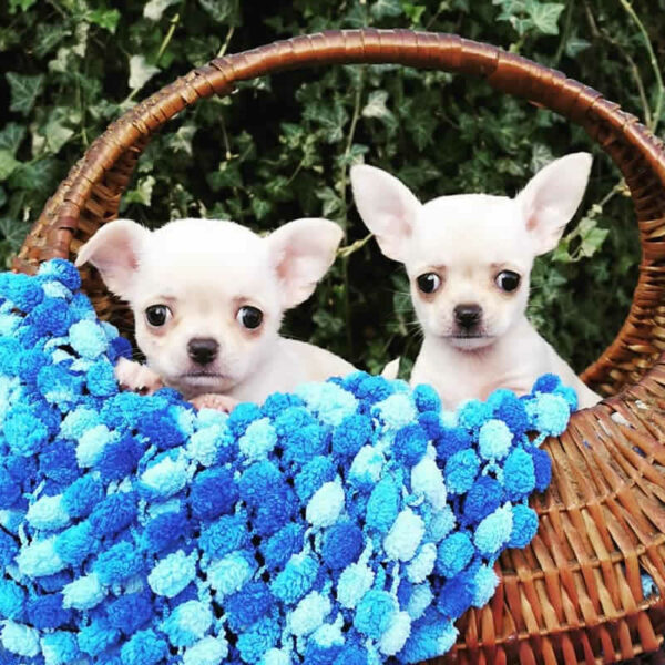 Cuccioli Chihuahua