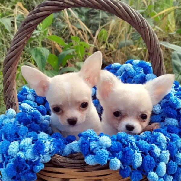 Cuccioli Chihuahua