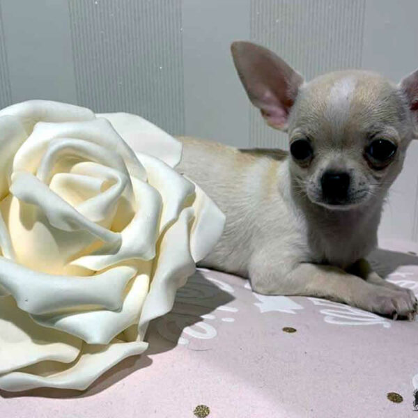 Cucciolo Chihuahua