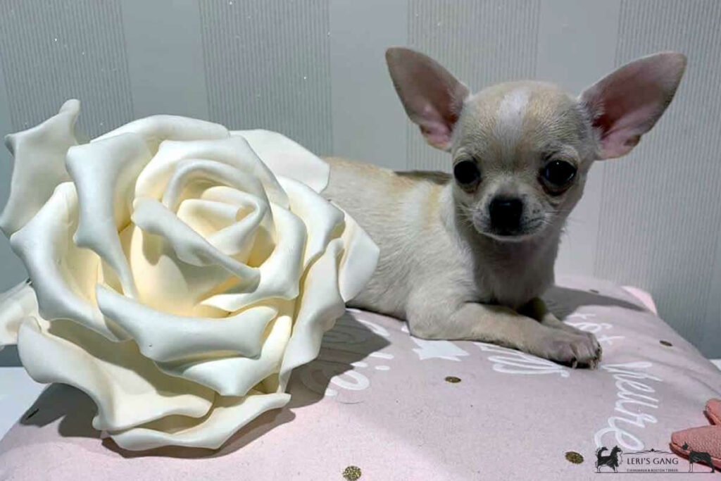 Cucciolo Chihuahua