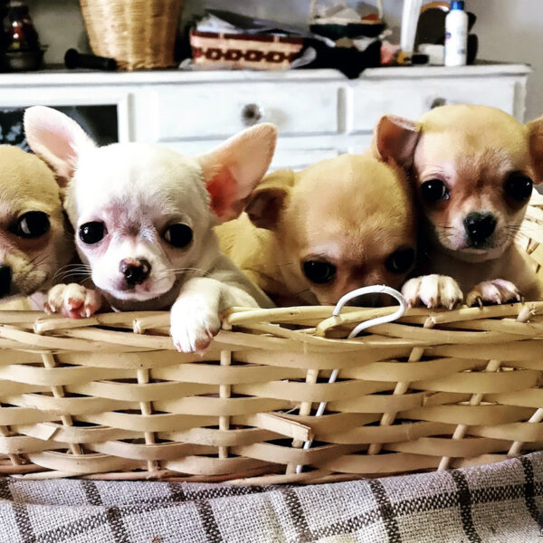 Cucciolata Chihuahua