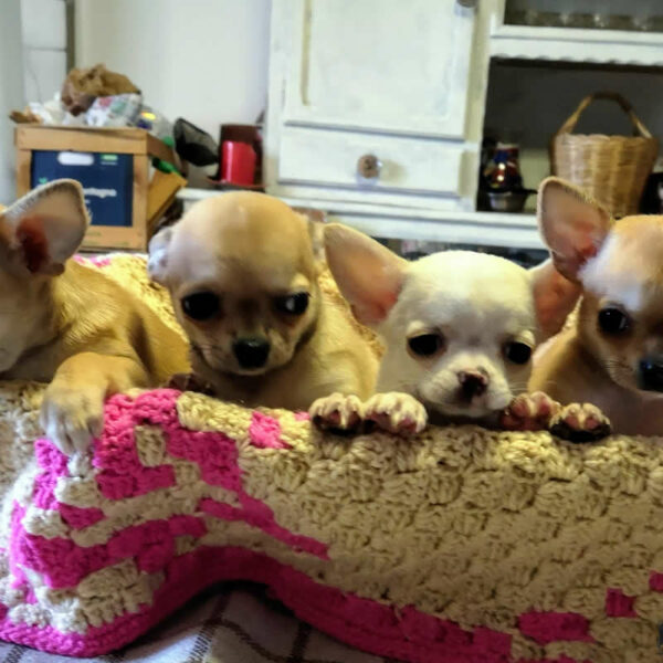 Cucciolata Chihuahua