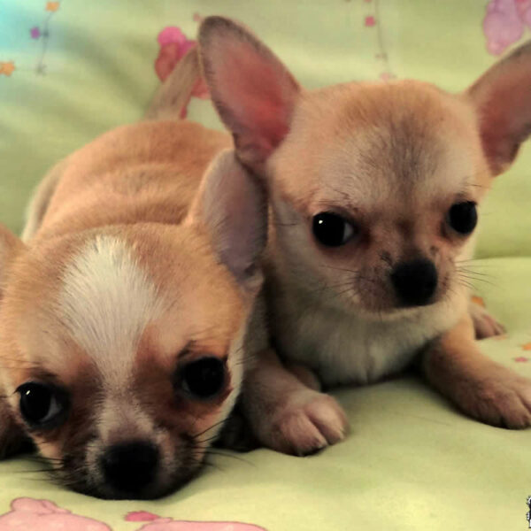 Cuccioli Chihuahua