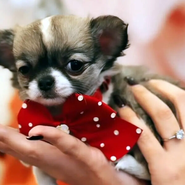 Cucciolo Chihuahua