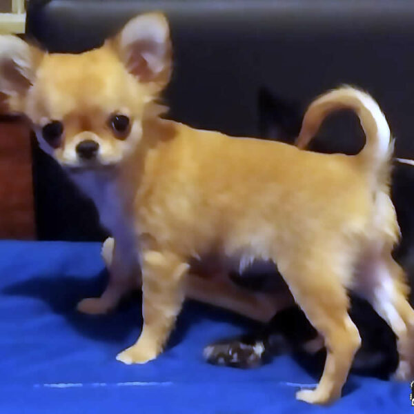 Cucciolo Chihuahua