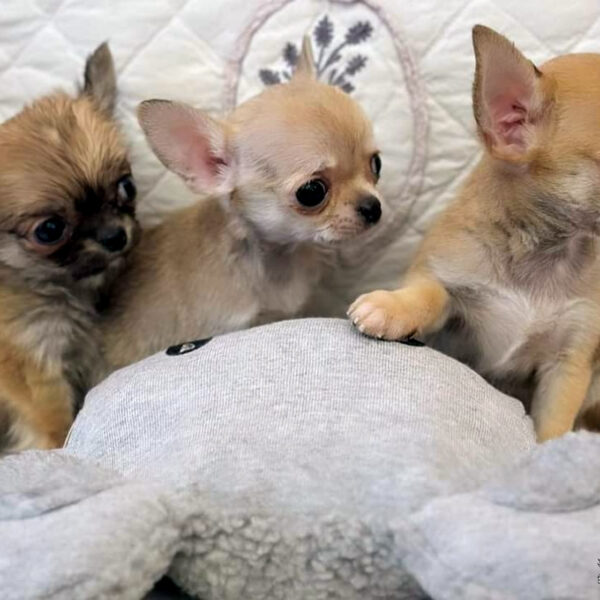 Cucciolata Chihuahua