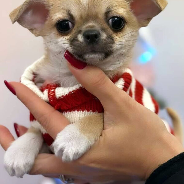 Cucciolo Chihuahua