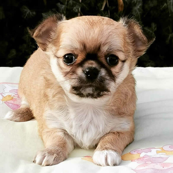 Cucciolo Chihuahua