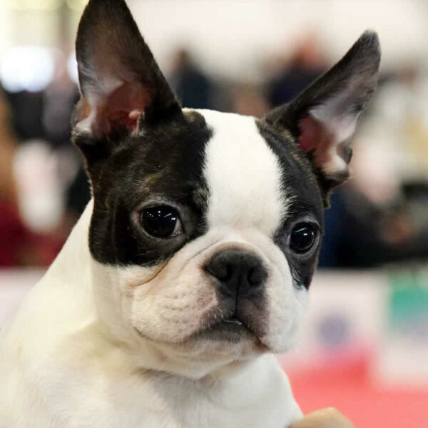 Galleria fotografica Boston Terrier