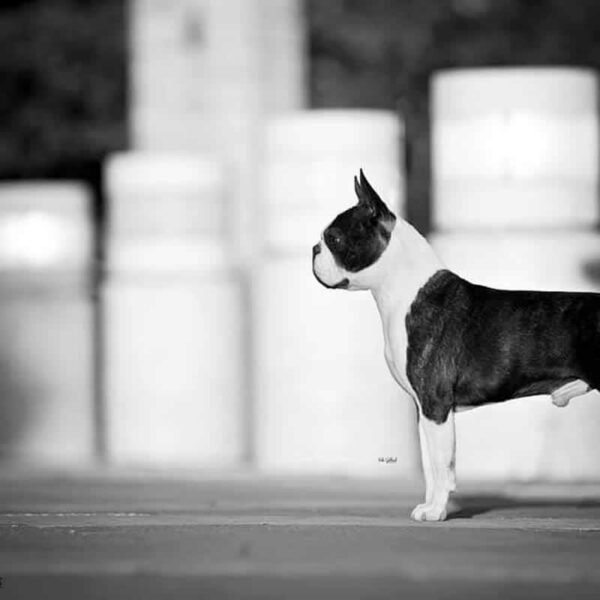 Galleria fotografica Boston Terrier