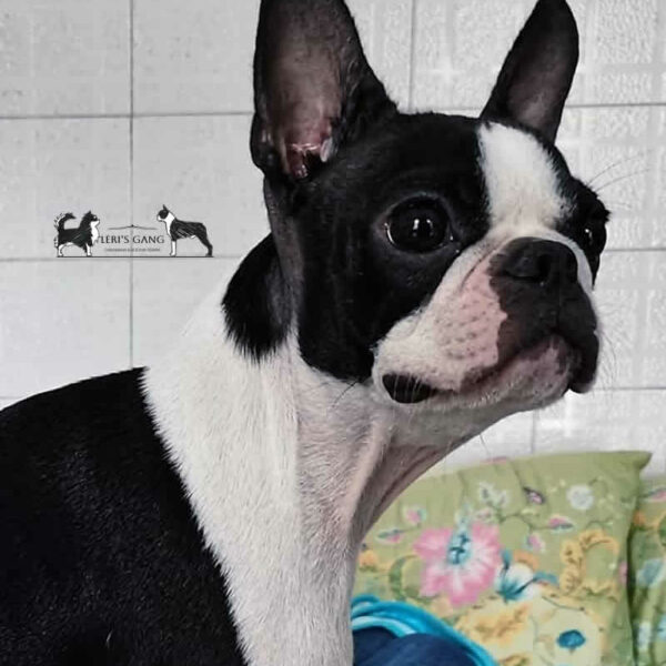 Galleria fotografica Boston Terrier