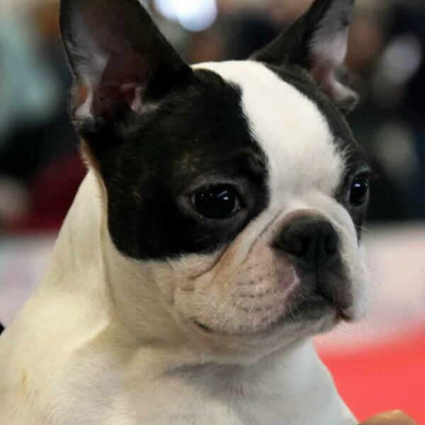 Galleria fotografica Boston Terrier