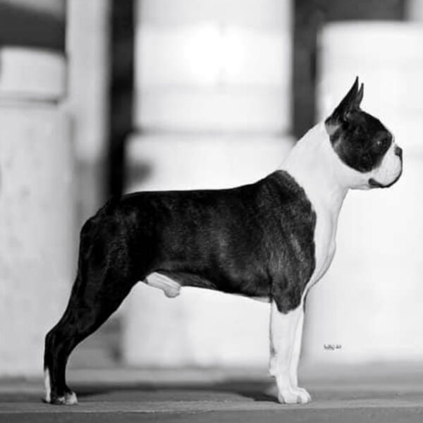 Galleria fotografica Boston Terrier