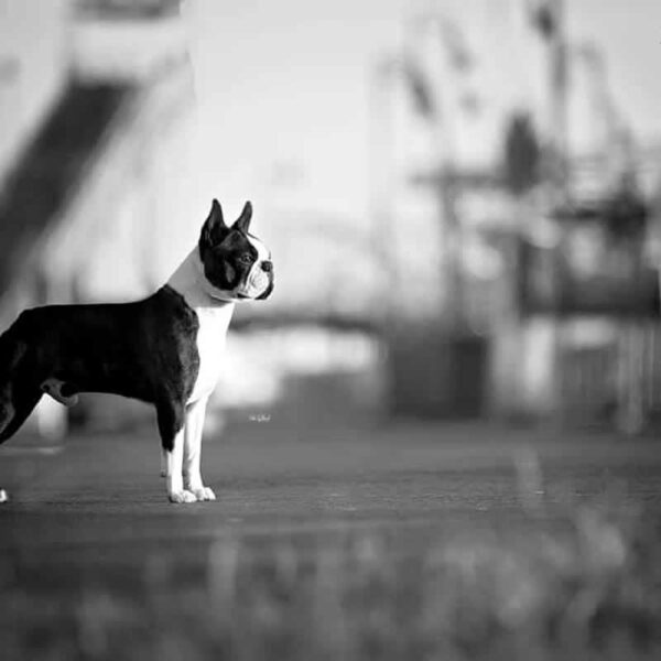 Galleria fotografica Boston Terrier