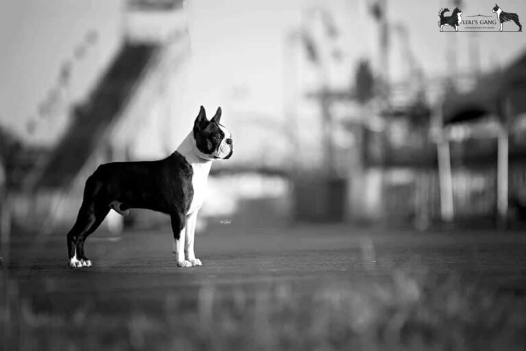 Galleria fotografica Boston Terrier