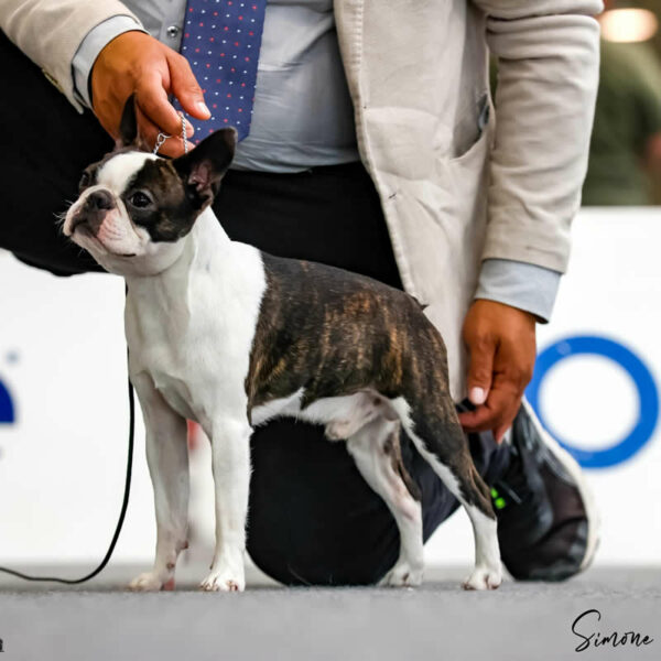 Galleria fotografica Boston Terrier
