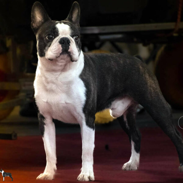 Galleria fotografica Boston Terrier