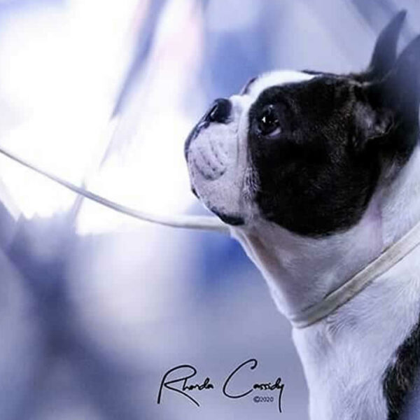 Galleria fotografica Boston Terrier