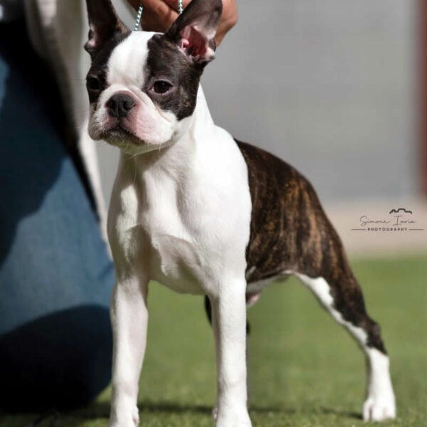 Galleria fotografica Boston Terrier