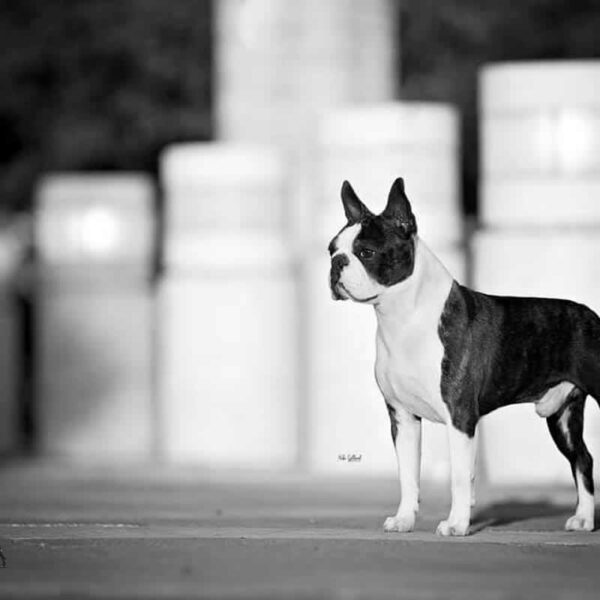Galleria fotografica Boston Terrier