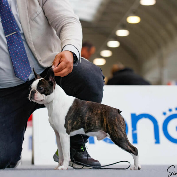 Galleria fotografica Boston Terrier