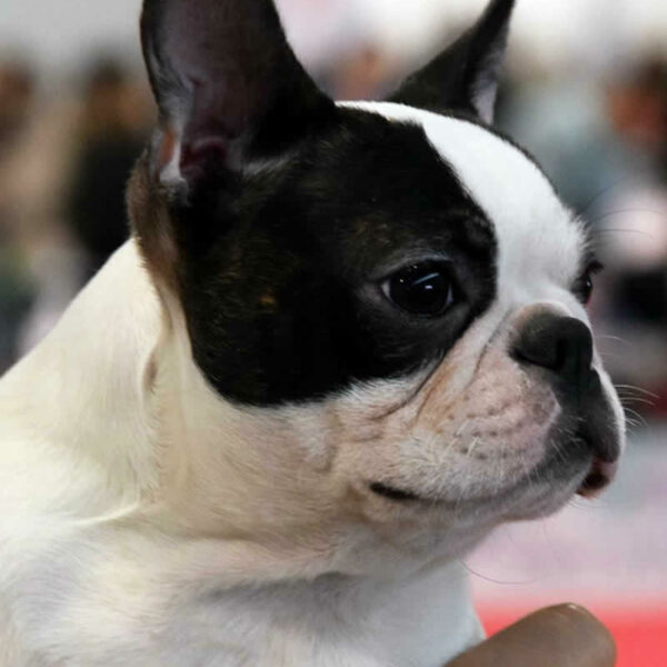 Galleria fotografica Boston Terrier