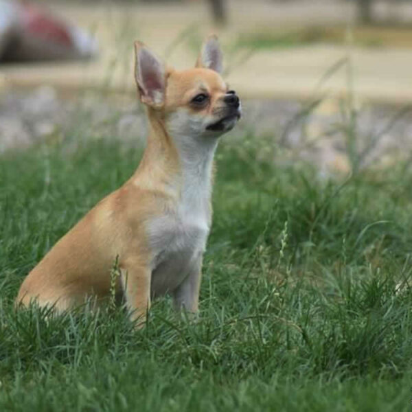 Galleria fotografica Chihuahua